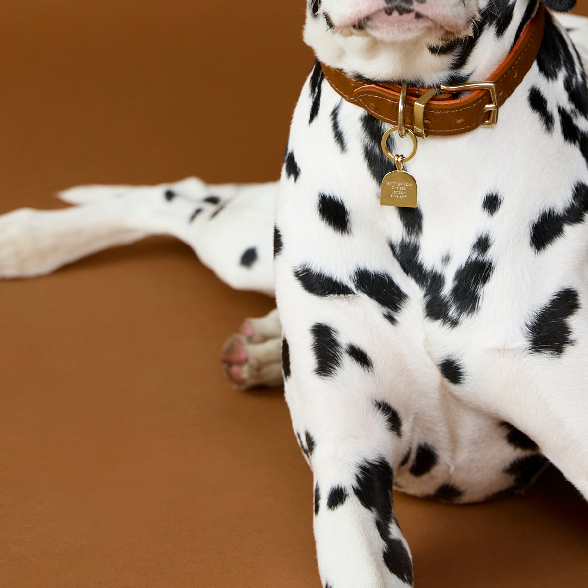 Pet Tags - Pavé Arch Pet Tag in Gold - Merchandise - Astrid & Miyu