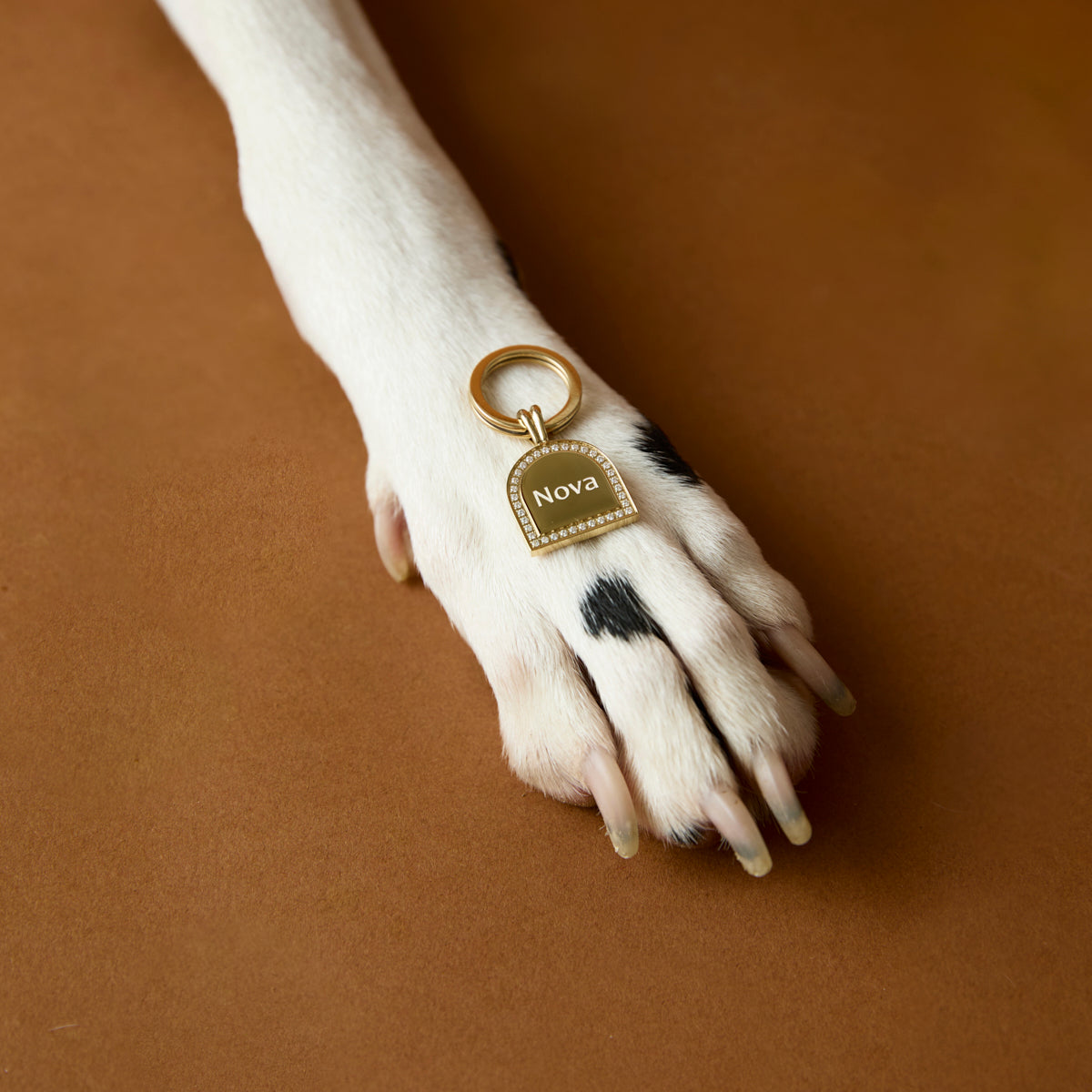 Pet Tags - Pavé Arch Pet Tag in Gold - Merchandise - Astrid & Miyu