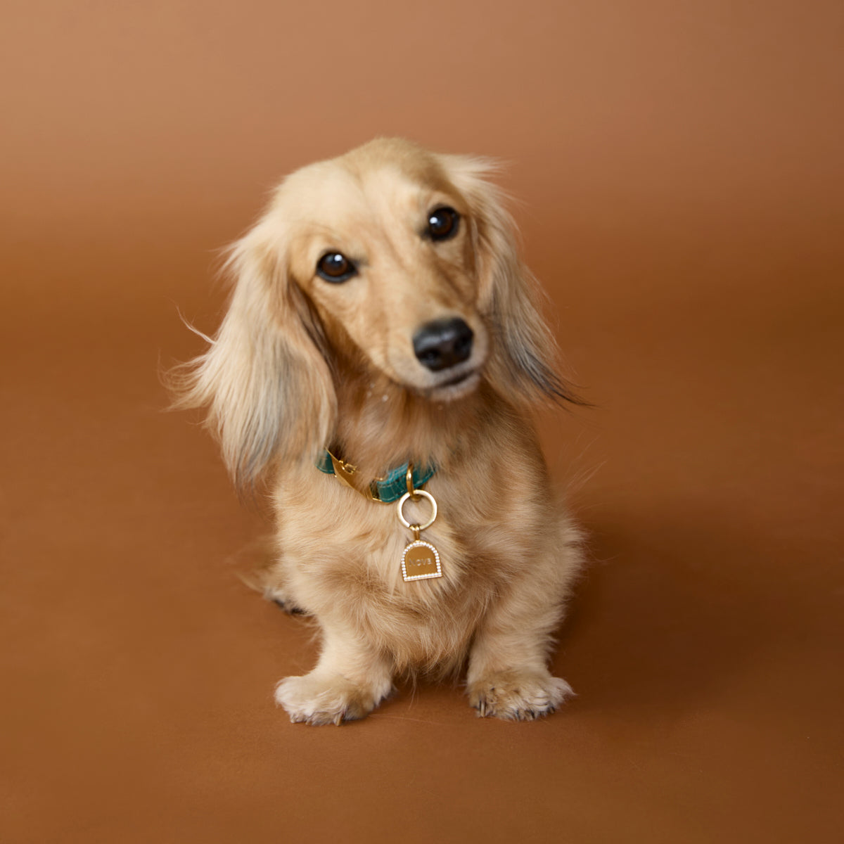 Pet Tags - Pavé Arch Pet Tag in Gold - Merchandise - Astrid & Miyu