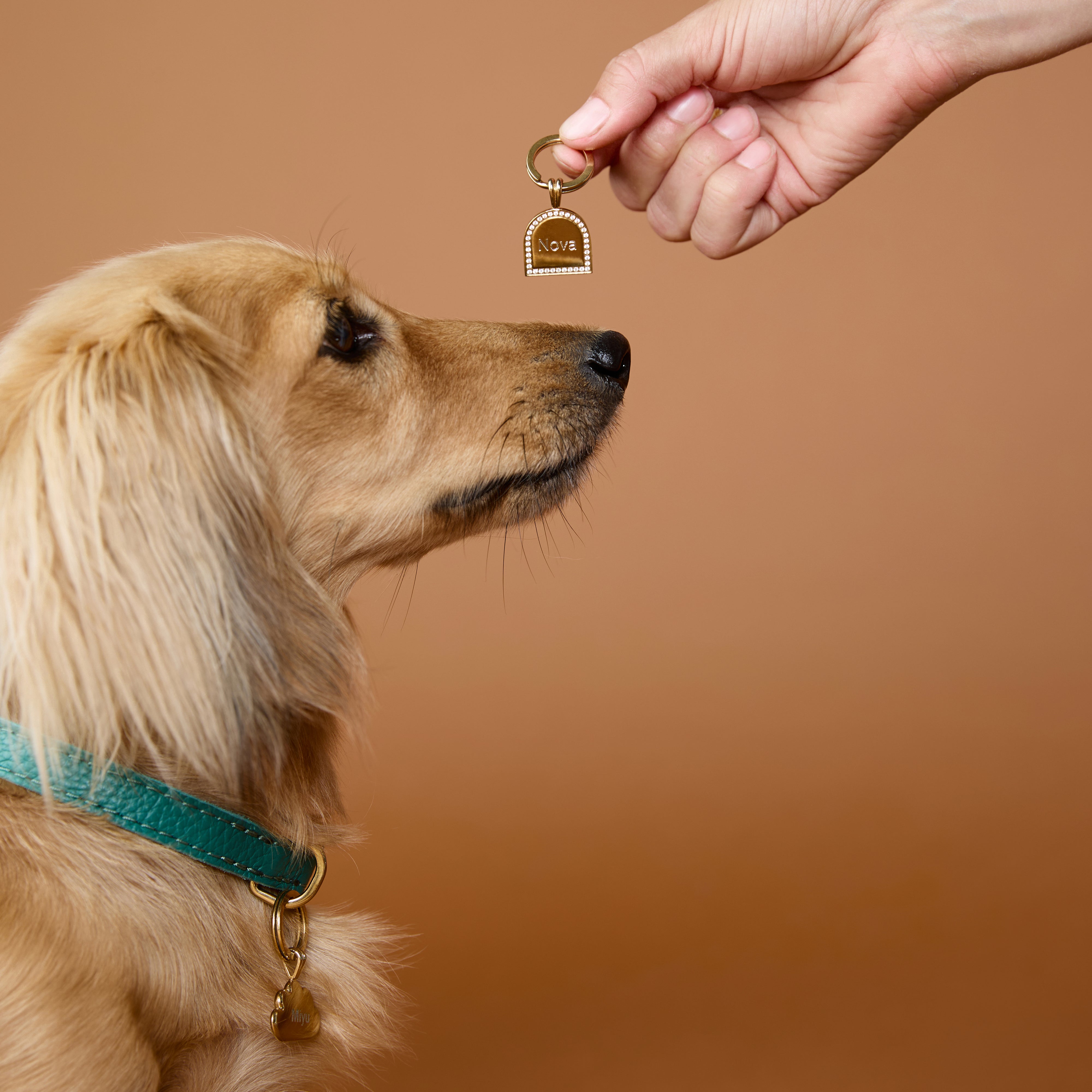 Pet Tags - Pavé Arch Pet Tag in Gold - Merchandise - Astrid & Miyu