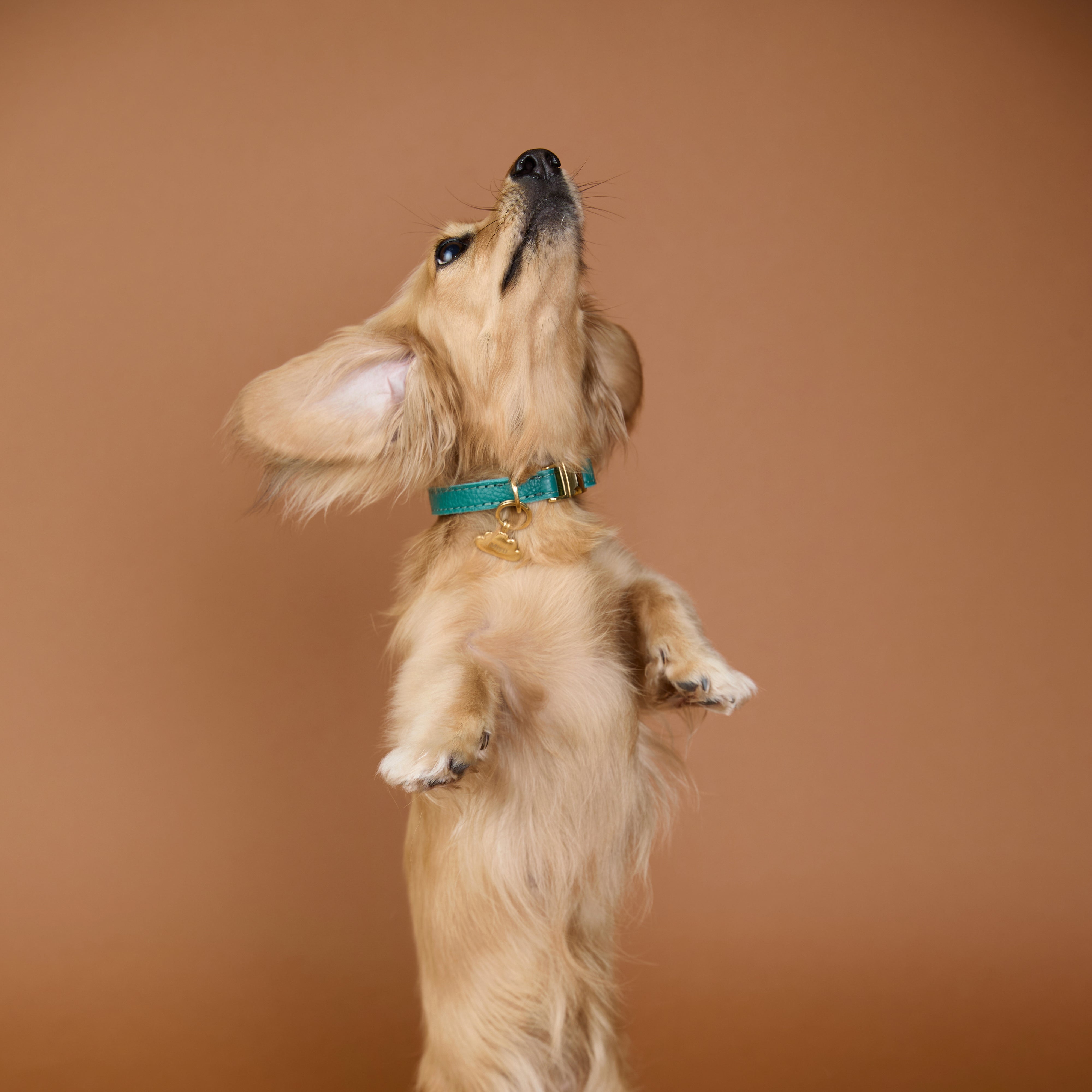 Pet Tags - Cloud Pet Tag in Gold - Merchandise - Astrid & Miyu