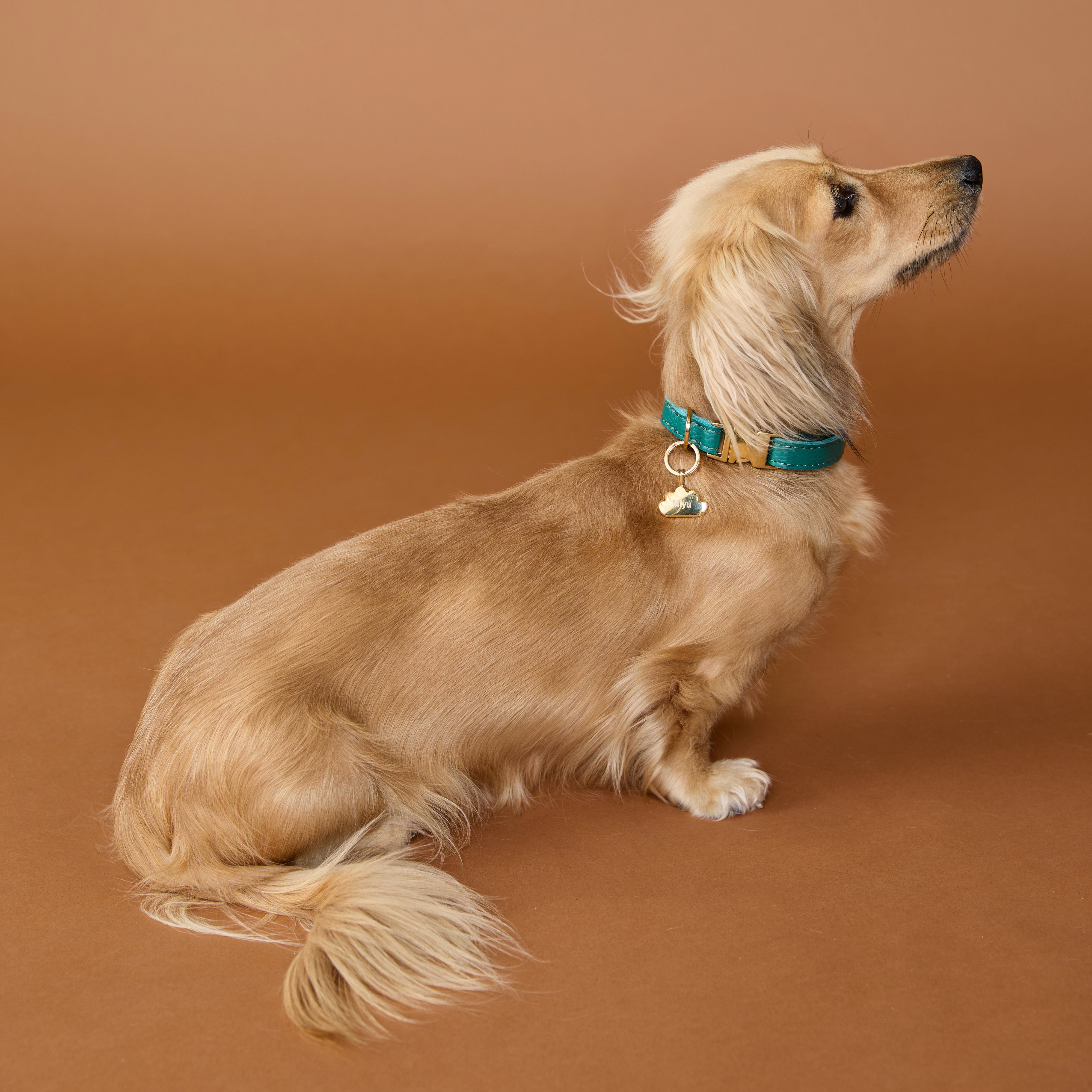 Pet Tags - Cloud Pet Tag in Gold - Merchandise - Astrid & Miyu