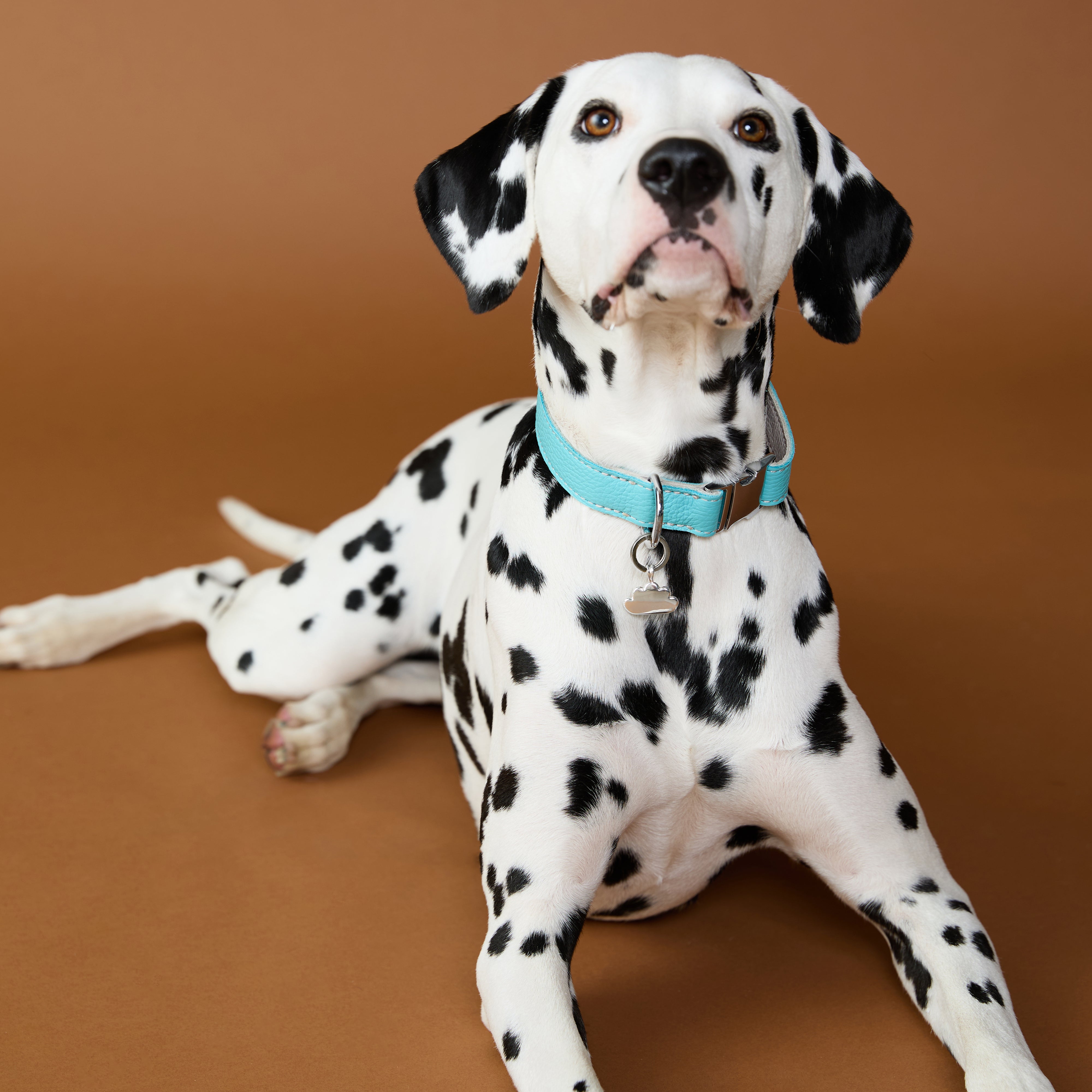 Pet Tags - Cloud Pet Tag in Silver - Merchandise - Astrid & Miyu