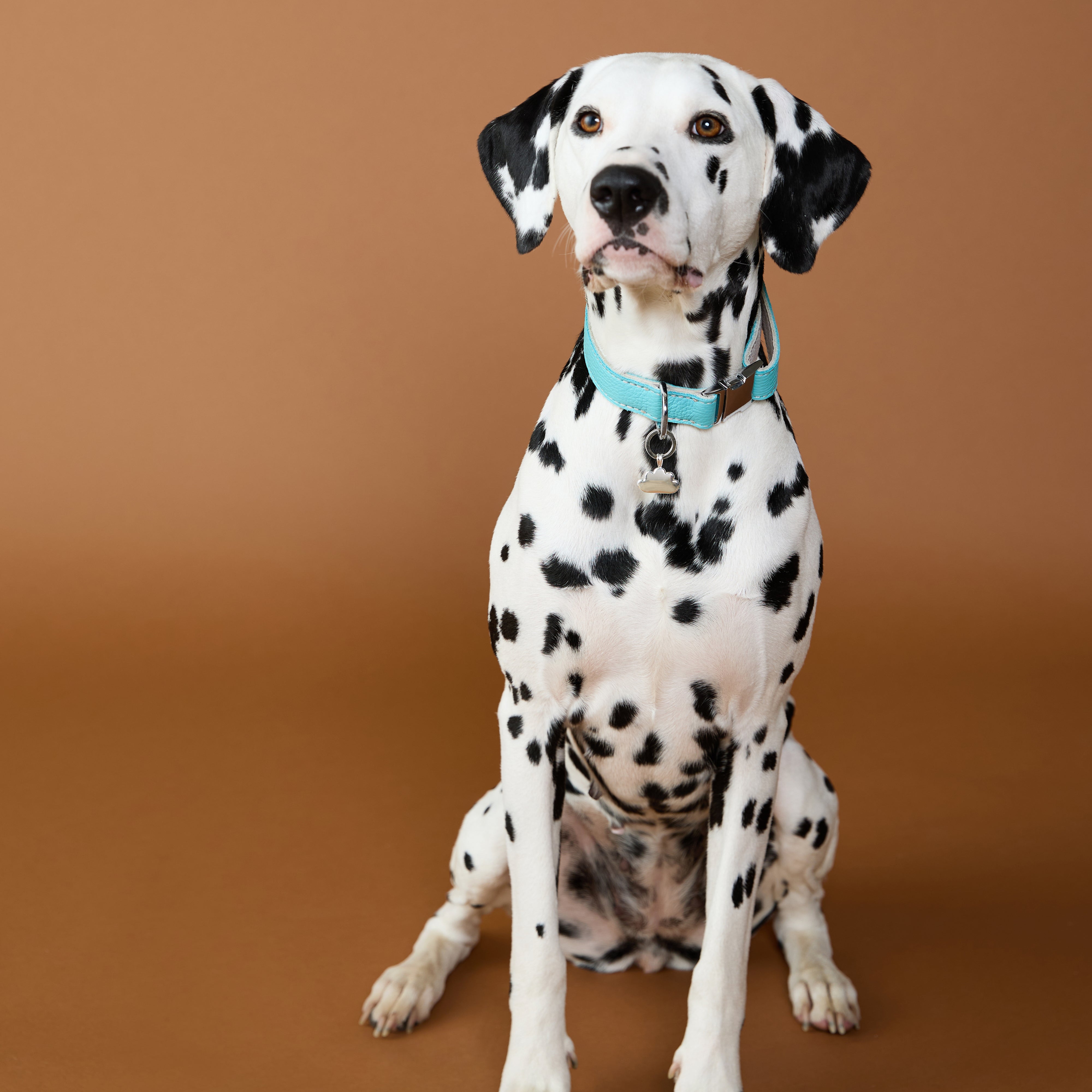 Pet Tags - Cloud Pet Tag in Silver - Merchandise - Astrid & Miyu