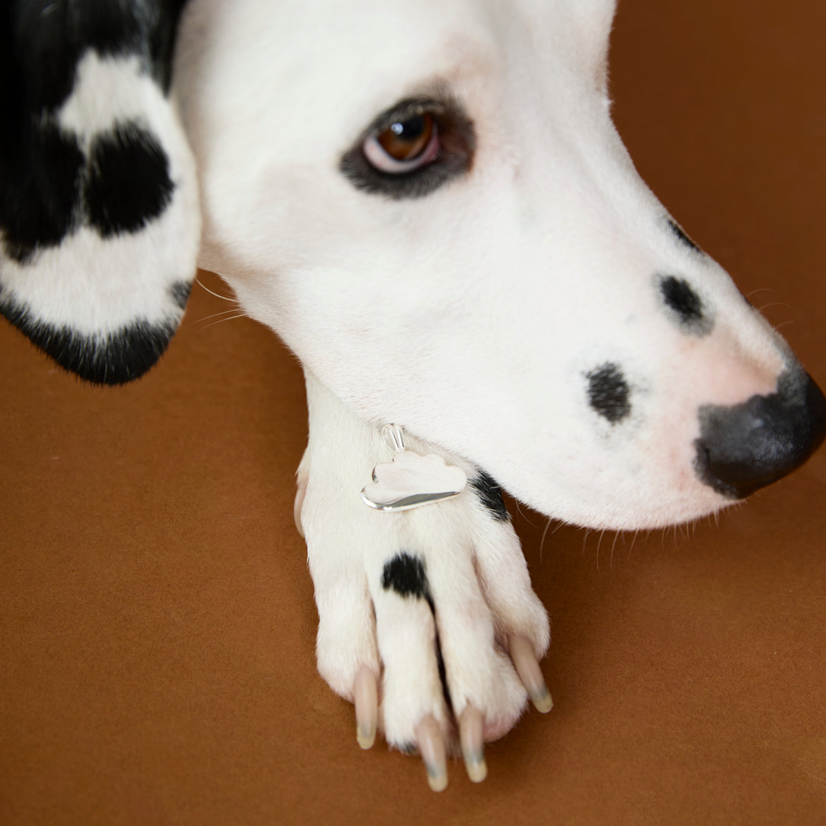 Pet Tags - Cloud Pet Tag in Silver - Merchandise - Astrid & Miyu