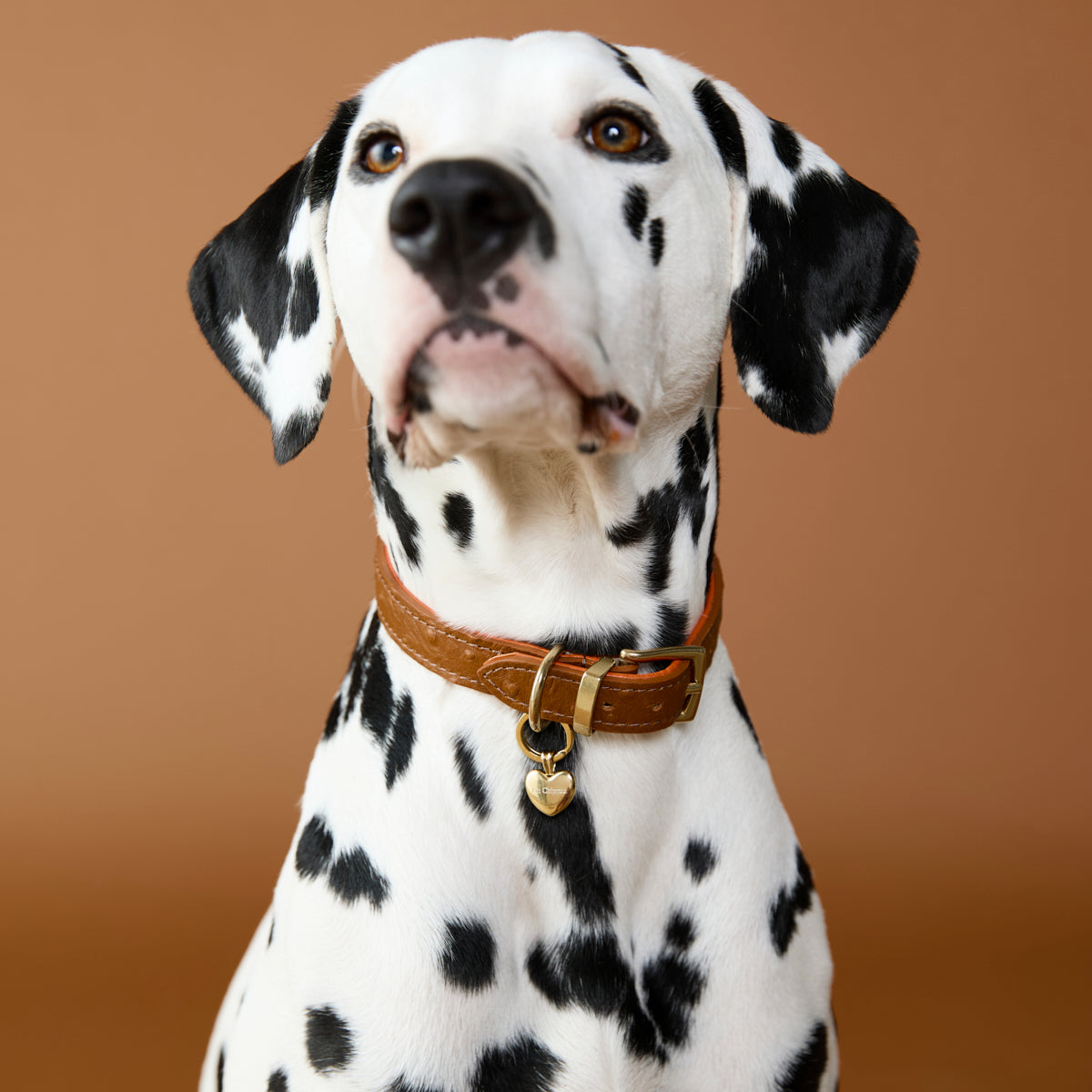 Pet Tags - Heart Pet Tag in Gold - Merchandise - Astrid & Miyu