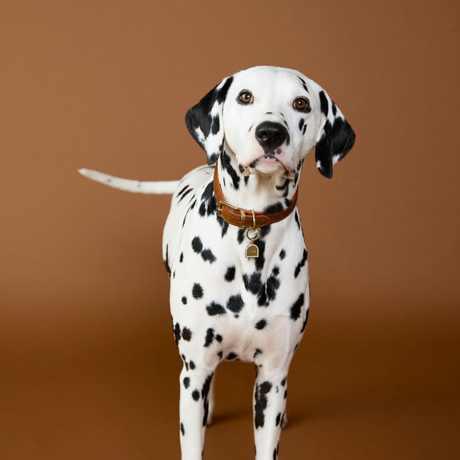 Pet Tags - Pavé Arch Pet Tag in Gold - Merchandise - Astrid & Miyu